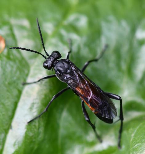 Macrophya annulata